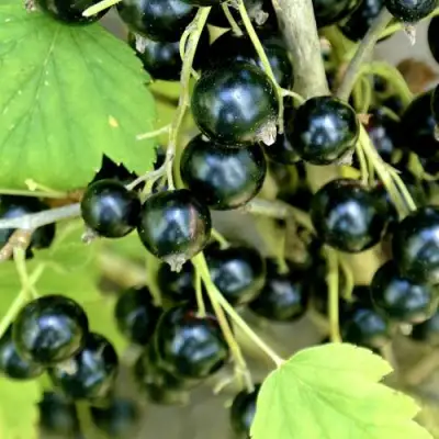 Смородина черная ВОЛОГДА в Осиповичах