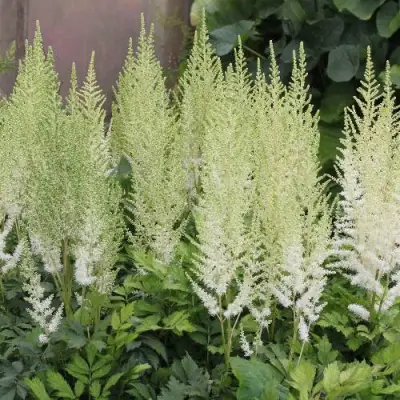 Астильба ДИАМАНТ Арендса в Осиповичах