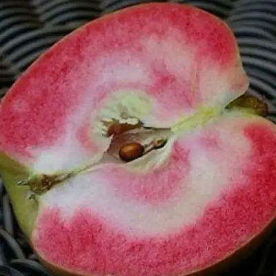 Яблоня ПИНК ПЕРЛ в Осиповичах