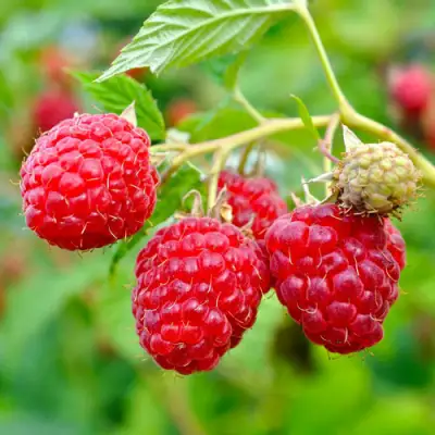 Малина РУБИФОЛ в Осиповичах