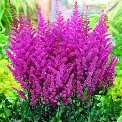 Астильба ПЕПЛ РЕЙН гибридная в Осиповичах