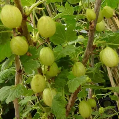 Крыжовник ИНВИКТА в Осиповичах