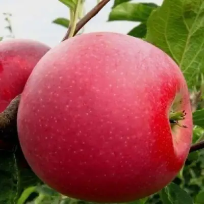 Яблоня АЙДАРЕД в Осиповичах