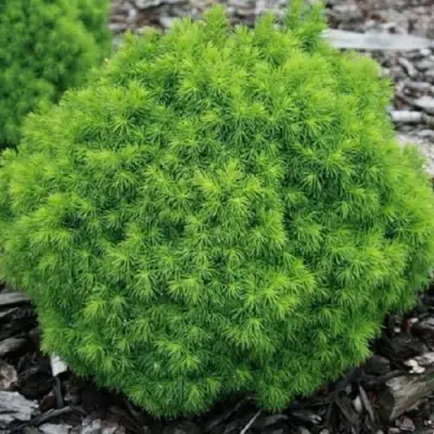 Ель АЛЬБЕРТА ГЛОБ сизая в Осиповичах