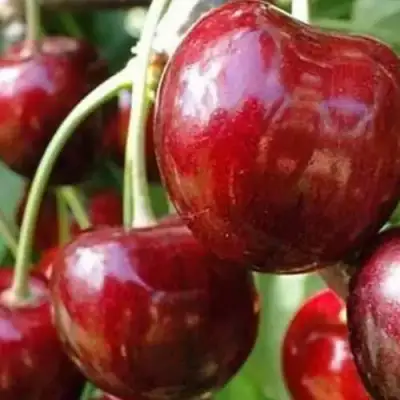 Черешня ВАСИЛИСА в Осиповичах