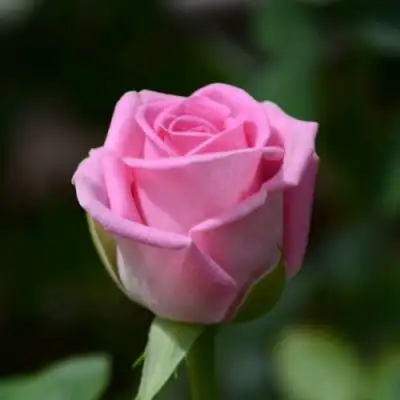 Роза АКВА чайно-гибридная в Осиповичах