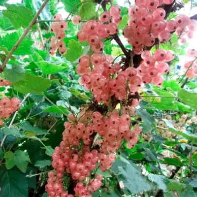 Смородина белая ПРЫГАЖУНЯ (РОЗОВАЯ) в Осиповичах