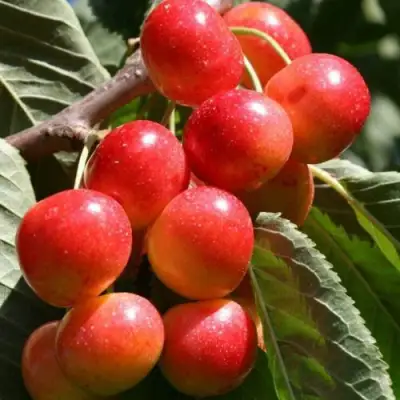 саженцы черешни Гостинец