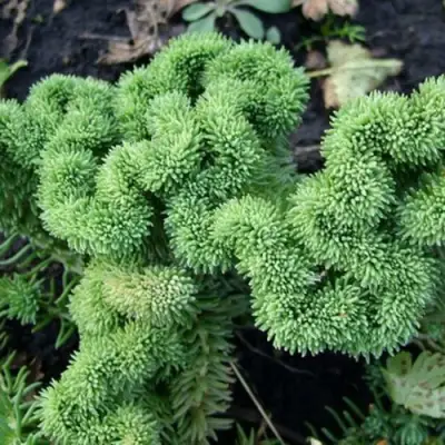 Очиток (седум) КРИСТАТУМ отогнутый в Осиповичах