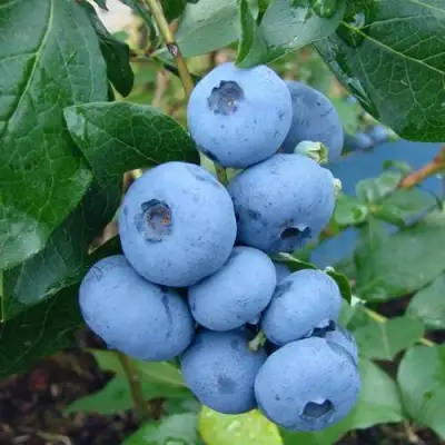 Голубика ТОРО в Осиповичах