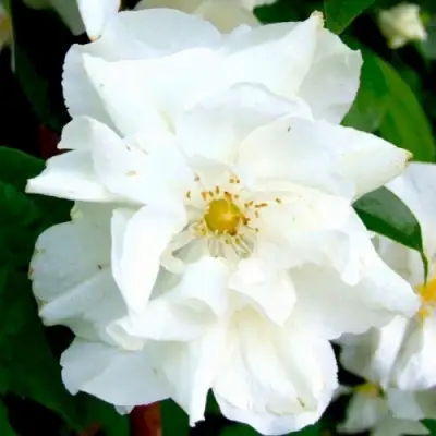 Жасмин РОЗАЦЕ в Осиповичах