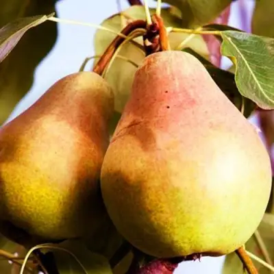 Груша СЛАДКАЯ ИЗ МЛИЕВА в Осиповичах