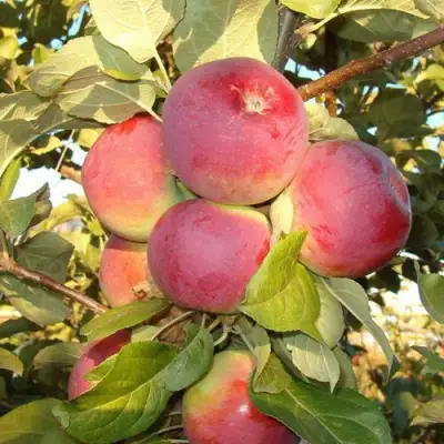 Яблоня ОРЛИК в Осиповичах