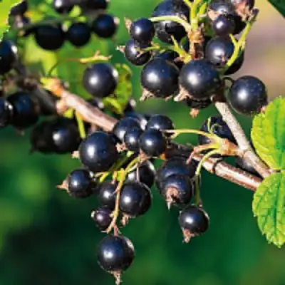 Смородина чёрная ЦЕРЕРА в Осиповичах