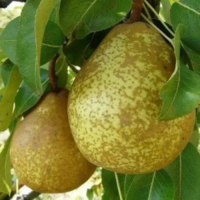 Груша ГЕНЕРАЛ ЛЕКЛЕРК в Осиповичах