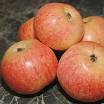 Яблоня КОНФЕТНОЕ в Осиповичах