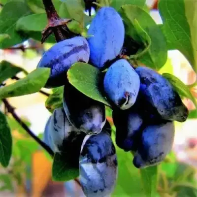 Жимолость съедобная БЛУ ТРЕЖЭ (ГОЛУБОЕ СОКРОВИЩЕ) в Осиповичах