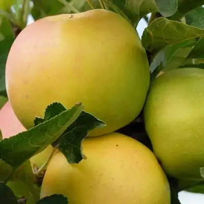 Яблоня БАНАНОВОЕ в Осиповичах