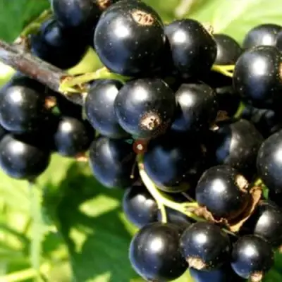 Смородина чёрная ДЕЛИКАТЕСНАЯ в Осиповичах