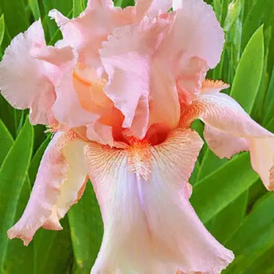 Ирис ПАТИ ДРЕСС бородатый в Осиповичах