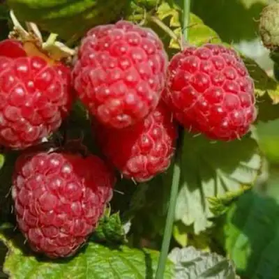 Малина ПРИМАРА в Осиповичах