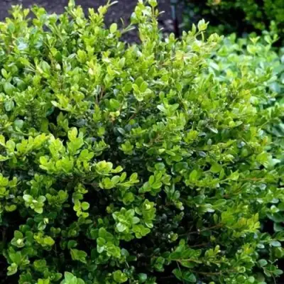 Самшит ФОЛКНЕР в Осиповичах