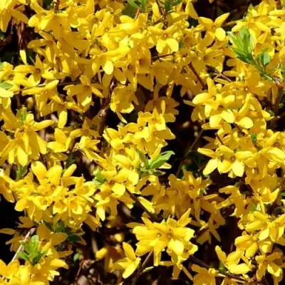 Форзиция ЛЕДНОГОРА промежуточная в Осиповичах