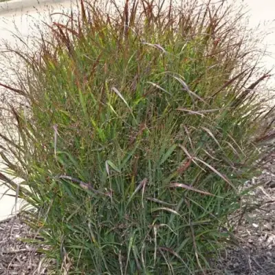 Просо ШЕНАНДО прутьевидное в Осиповичах