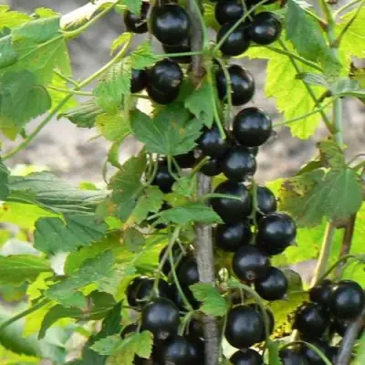 Смородина чёрная ДАБРАДЗЕЯ в Осиповичах