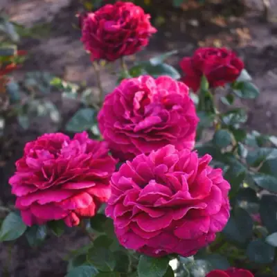 Роза БЕЛЬВЬЮ чайно-гибридная в Осиповичах