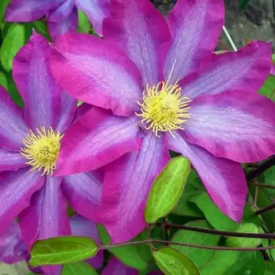 Клематис КАКИО в Осиповичах