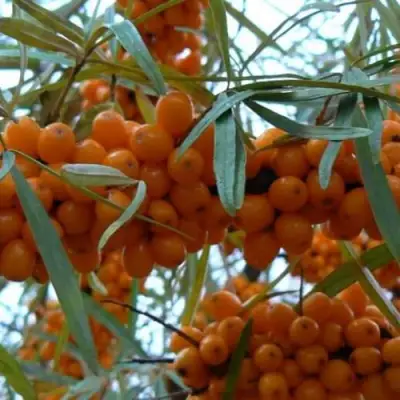 Облепиха БОТАНИЧЕСКАЯ в Осиповичах