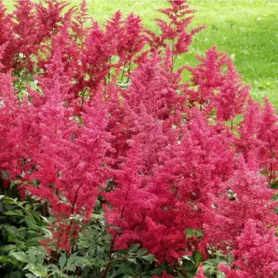 Астильба СКАЙСКРЕЙПЕР китайская в Осиповичах