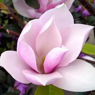 Магнолия АЛЕКСАНДРИНА  в Осиповичах