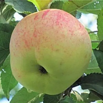 Яблоня ЛЕТНЕЕ СЛАДКОЕ в Осиповичах