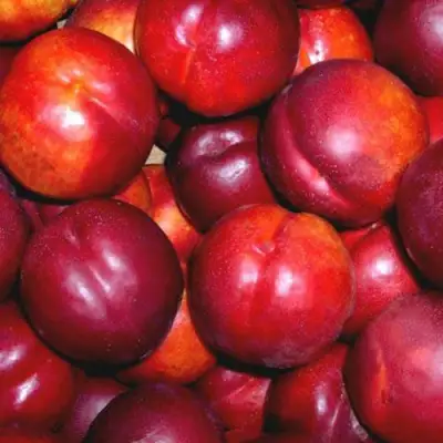 Нектарин МЕДВЕДЕВСКИЙ в Осиповичах