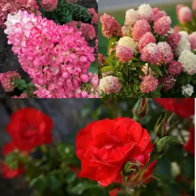 Комплект РОЗОВЫЙ ЗАКАТ в Осиповичах