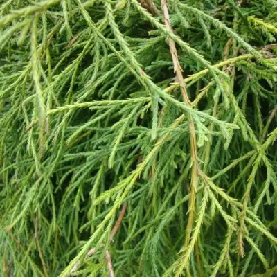 Кипарисовик ФИЛИФЕРА НАНА горохоплодный  в Осиповичах