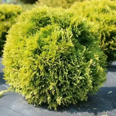 Туя ДАВИД западная в Осиповичах