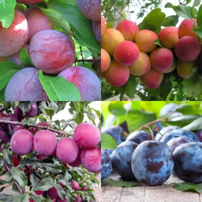 Комплект СЛИВОВЫЙ САД в Осиповичах