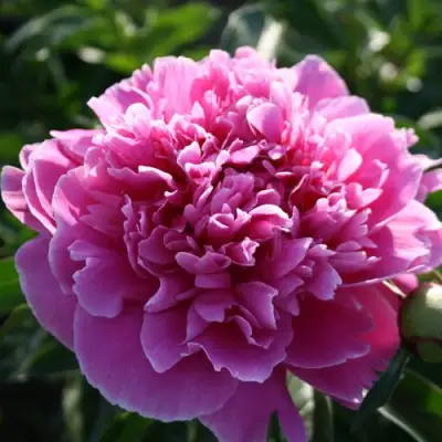 Пион ГОЛУБАЯ ХРИЗАНТЕМА травянистый в Осиповичах