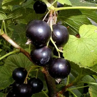 Смородина чёрная БИНАР в Осиповичах