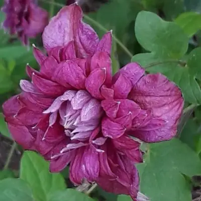 Клематис ПУРПУРЕА ПЛЕНА ЭЛЕГАНС в Осиповичах