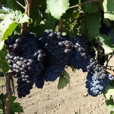 Виноград ДЕНИСОВСКИЙ в Осиповичах