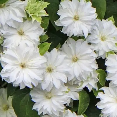 Клематис МАРИЯ СКЛОДОВСКАЯ-КЮРИ в Осиповичах