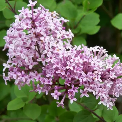 Сирень ПАЛИБИН  в Осиповичах