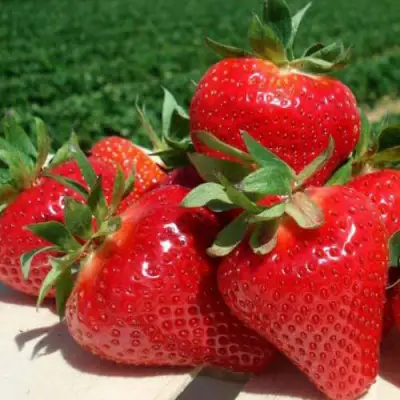 клубника джоли