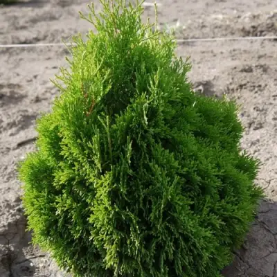 Туя МИКИ западная в Осиповичах