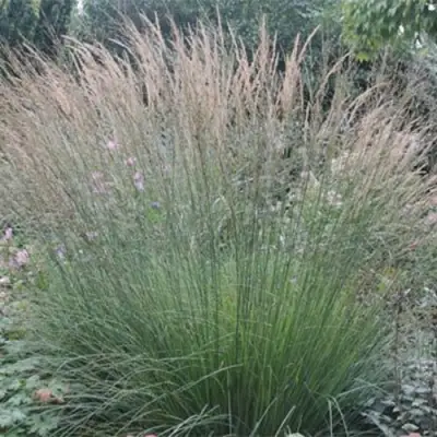 Молиния ХАЙДЕБРАУТ голубая в Осиповичах