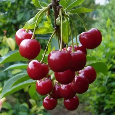 Вишня ВЯНОК в Осиповичах